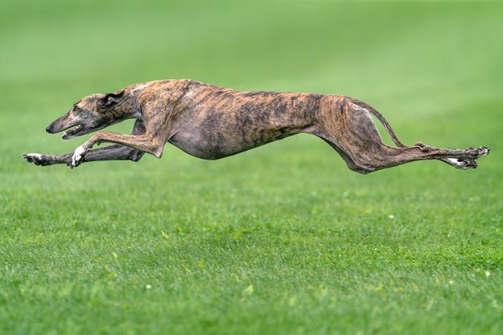 Greyhound skáče na zelené trávě