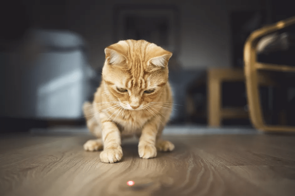 Kočka s laserem